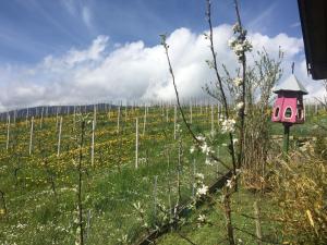 a pink bird house sitting on a vineyard at Les Rossets in Boudry