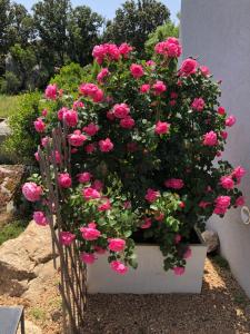 Jardin de l'établissement A Camerina
