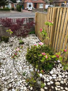 a rock garden with pink flowers in front of a fence at Netherby Guest House in Edinburgh