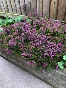 a bush of purple flowers in front of a fence at Netherby Guest House in Edinburgh