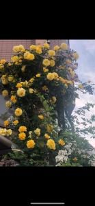 un mazzo di fiori gialli sul lato di un edificio di 桜宿-ダブルベッドの小さなガーデンルーム a Tokyo