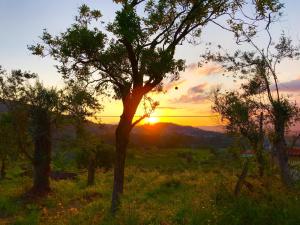 un árbol en un campo con la puesta de sol en el fondo en Quinta Santo Antonio Da Pedreira, en Facha