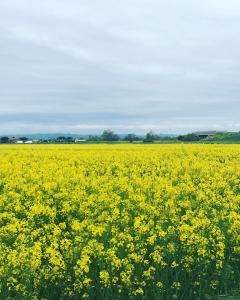 a field of yellow flowers in a field at La mimosa in San Mauro Pascoli