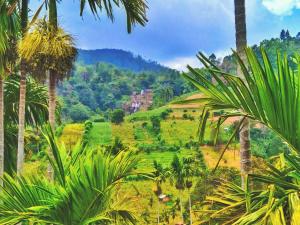 a jungle with palm trees and a hill in the background at Marvellous Inn in Ella