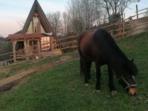 Binatang di the country house atau berdekatan