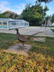 Zvířata v prázdninového domu nebo okolí