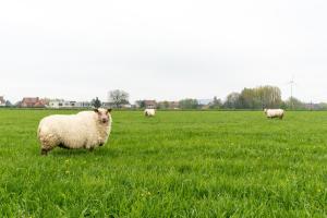 Zvířata v prázdninového domu nebo okolí