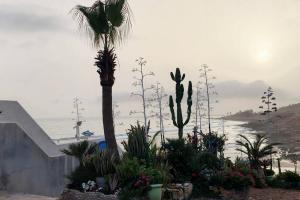 - une vue sur une plage avec un palmier et des plantes dans l'établissement Superbe appartement pied et vue sur mer, à Taghazout 3 autres photos