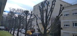 un arbre avec des oiseaux à côté d'un bâtiment dans l'établissement Appartement SQY, à Guyancourt