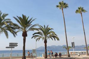 um grupo de palmeiras na praia em Centre et plage tout à pied échappée mer em Cannes