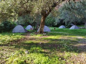 un gruppo di tende sotto un albero in un campo di Gjipe Eco Campground a Vuno