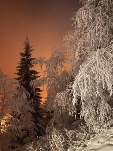 a group of trees covered in snow at sunset at Ma tanière aux 7 Laux in Les Adrets