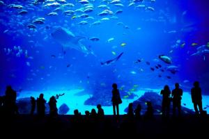 a group of people standing in front of a large aquarium at Stone Mountain's Hidden Secret in Stone Mountain