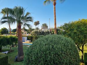 einen Garten mit Palmen und einem Busch in der Unterkunft Apartment close to the Beach in Denia