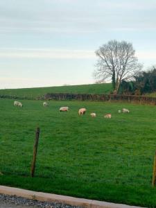 una manada de ovejas pastando en un campo verde en Meadow View, en Moneymore