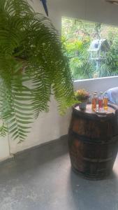 a barrel with a potted plant next to a window at Pousada do colono in Morretes