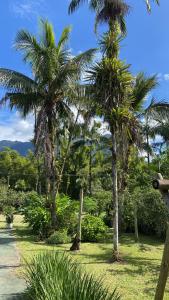 莫雷蒂斯的住宿－Pousada do colono，公园里的一棵棕榈树