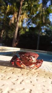 a dead crab sitting on the sand next to a pool at CASA DE TECHO AZUL in Resistencia