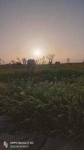 two animals grazing in a field with the sunset in the background at Marmr in Abū Turābah