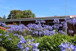 a field of purple flowers in front of a building at Kermandie Hotel in Port Huon