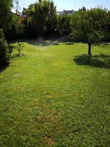 a lawn with a tree in the middle of it at Domus Open Space in San Donato di Lecce