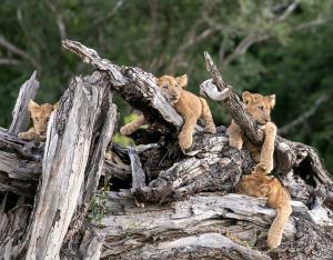 four lion cubs sitting on top of a tree stump at Msandile River Lodge in Kakumbi