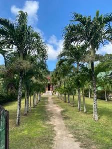 a row of palm trees on a dirt road at Jonc d'Or Villa Self Catering in La Digue