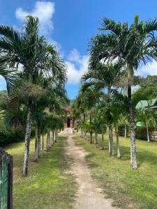 una fila di palme su una strada sterrata di Jonc d'Or Villa Self Catering a La Digue