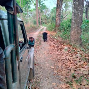 Foto sihtkohas Sauraha asuva majutusasutuse Hotel Tiger Tops Sauraha galeriist