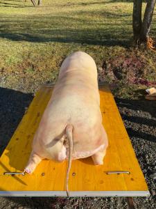 a large pig laying on a wooden board at Pensiunea Trei Lalele in Moisei