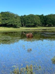 un elefante parado en un cuerpo de agua en De Tuinkamer Egmond, en Egmond aan den Hoef