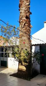 a trunk of a palm tree next to a building at Casa da Forja in Pinhal Novo