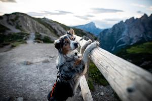 Ospiti di Walliserhof con animali domestici