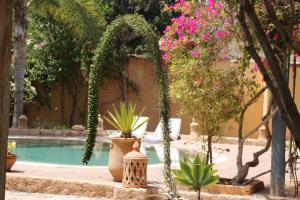 索維拉的住宿－Villa Grenadine，一组盆栽植物坐在泳池旁