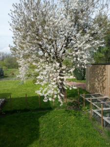 Ein Baum mit weißen Blumen auf einem Hof in der Unterkunft Station 25A in Duffel