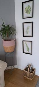 a living room with a potted plant and framed pictures at Lauriston Stay in Birch