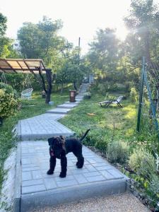 a black dog standing on a stone walkway at Zuzanittin rozpravkový domček in Rožňava