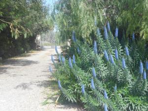 a plant with blue flowers next to a dirt road at B&B Tenuta Martinelli in Monopoli