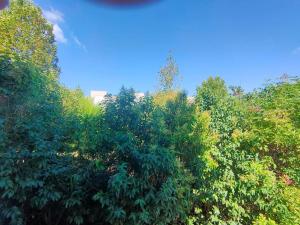 un groupe d'arbres à ciel bleu en arrière-plan dans l'établissement Au pied des calanques, nature, plages à 6min, parking, bus direct, idéal famille, à Marseille