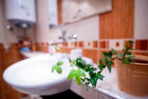 a bathroom with a toilet and a plant on a counter at Gabko Apartment - great location and a comfortable stay! in Stara Zagora