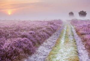 een mistig lavendelveld met twee onverharde wegen bij Boutique Chalet Veluwe in Putten