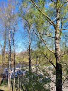 a view of a group of trees in a park at City apartment in Jelgava