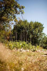 Fotografia z galérie ubytovania Les Jardins de Lacamp, un paradis en sud Cévennes v destinácii Roquedur