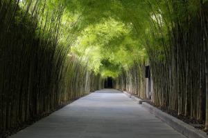 un camino bordeado de bambúes en un túnel en The Jineng Villas by Ekosistem en Seminyak