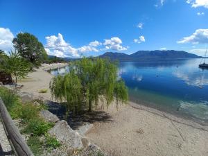 a tree on the shore of a body of water at ANTICA CASA AL LAGO in Oggebbio