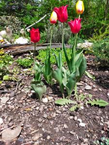 Tre tulipani rossi e gialli in un giardino di Przywiśle a Ustroń