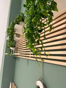 a green plant hanging from a wall next to a window at IL COVO DEL PESCATORE in Pozzuoli