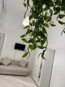 a plant in a room with a couch at IL COVO DEL PESCATORE in Pozzuoli