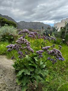 un montón de flores púrpuras en un jardín en Aventura en Buenavista del Norte, en Buenavista del Norte