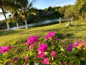 a group of pink flowers in a park at Pousada Le Jardin de Búzios in Búzios